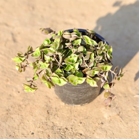 Turtle Vine in 4 Inch Nursery Pot