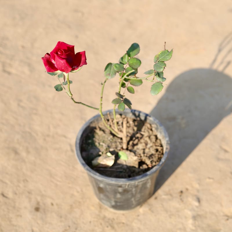 Free Next Day Delivery | English Rose (Any Colour) in 8 Inch Nursery Pot