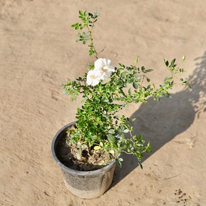 Buy Miniature Rose White in 8 Inch Nursery Pot Online | Urvann.com