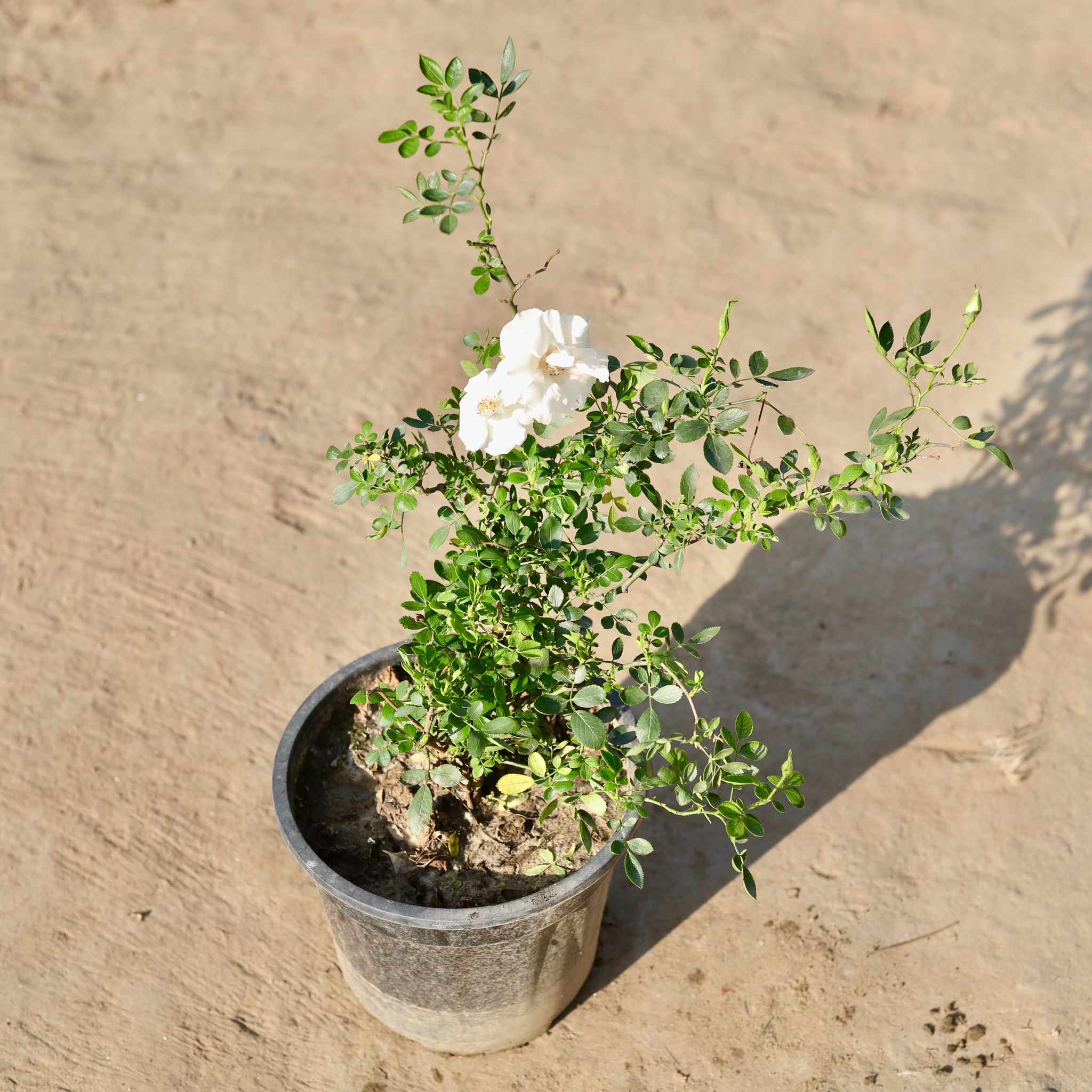 Miniature Rose White in 8 Inch Nursery Pot