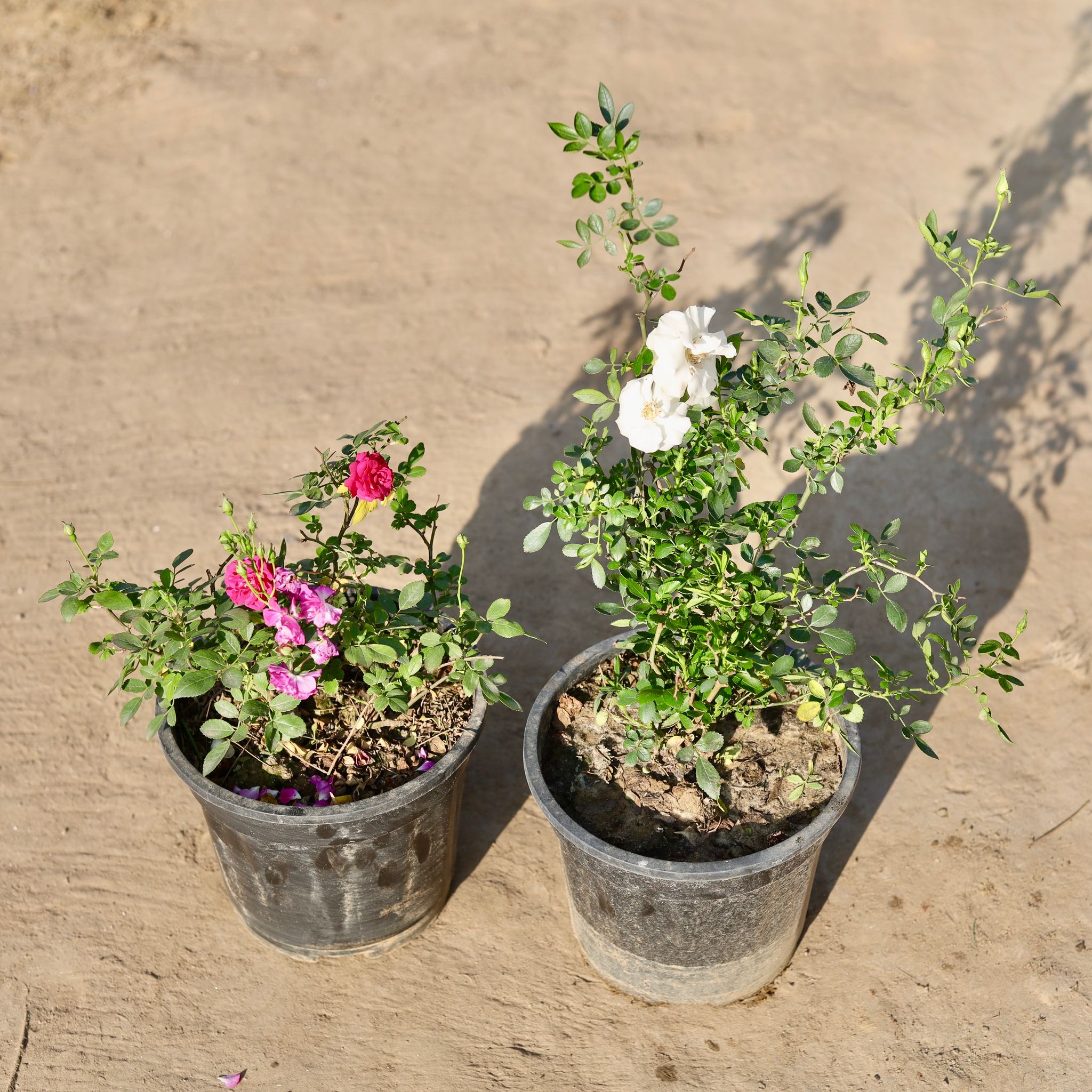 Set of 2 - Miniature Rose (Pink And White) in 8 Inch Nursery Pot