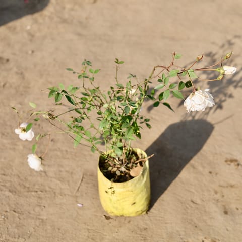 All Time Roses (Any Colour) in 7 Inch Nursery Bag