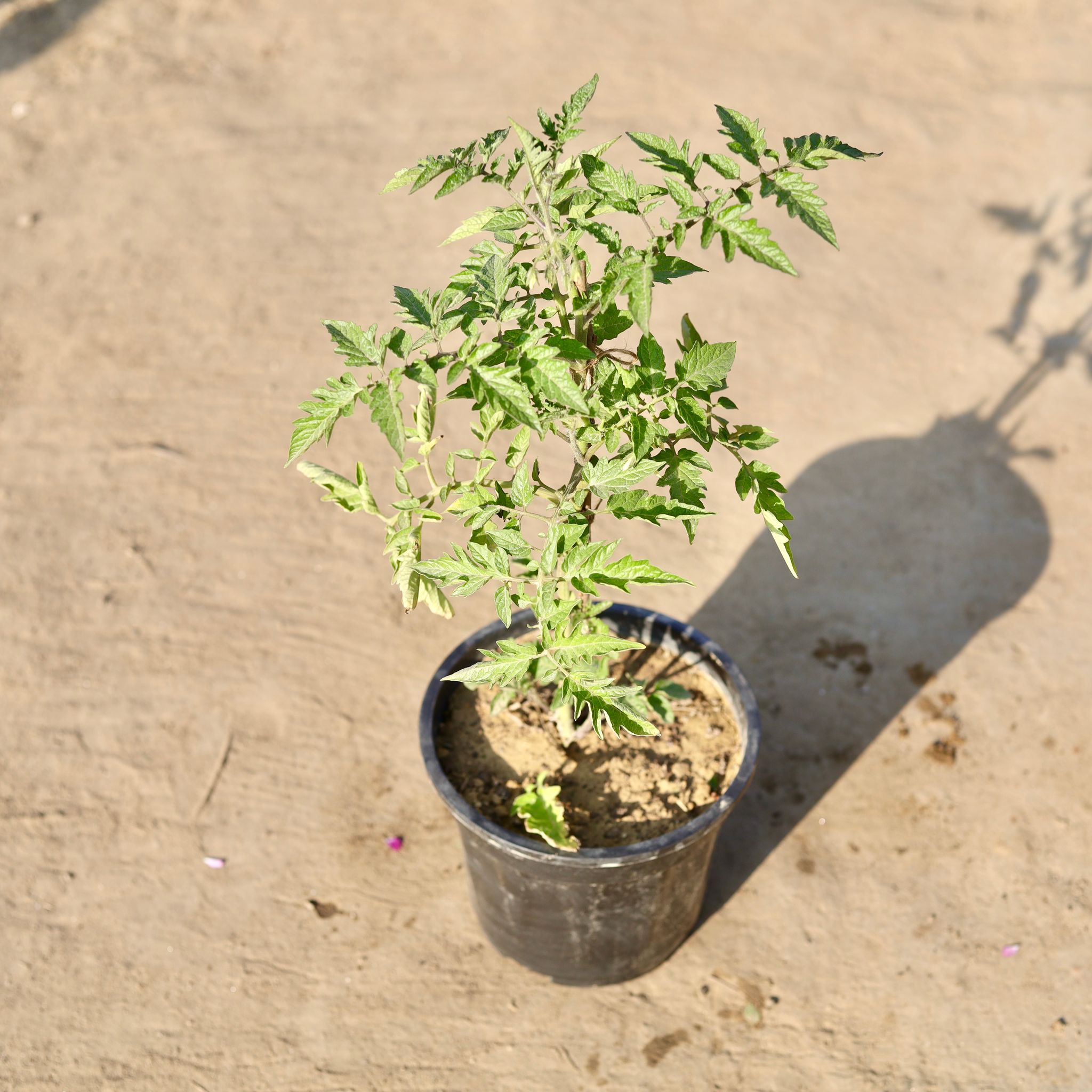 Tomato Plant in 8 Inch Nursery Pot