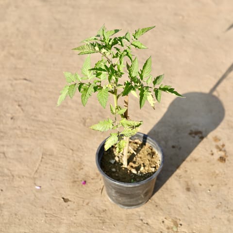 Tomato Plant in 6 Inch Nursery Pot