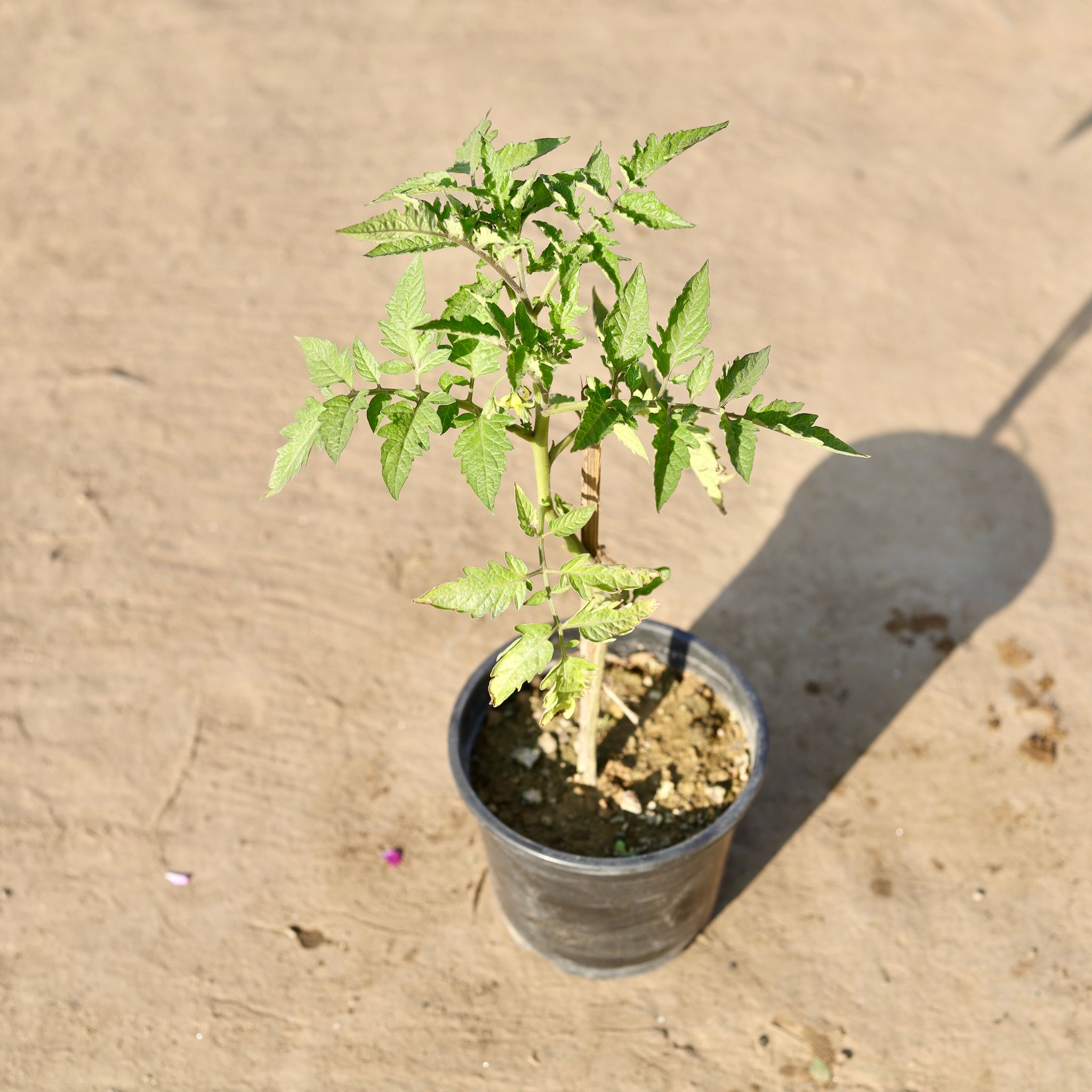 Tomato Plant in 6 Inch Nursery Pot