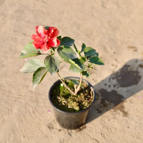 Hibiscus Dwarf (Any Colour) in 6 Inch Nursery Pot