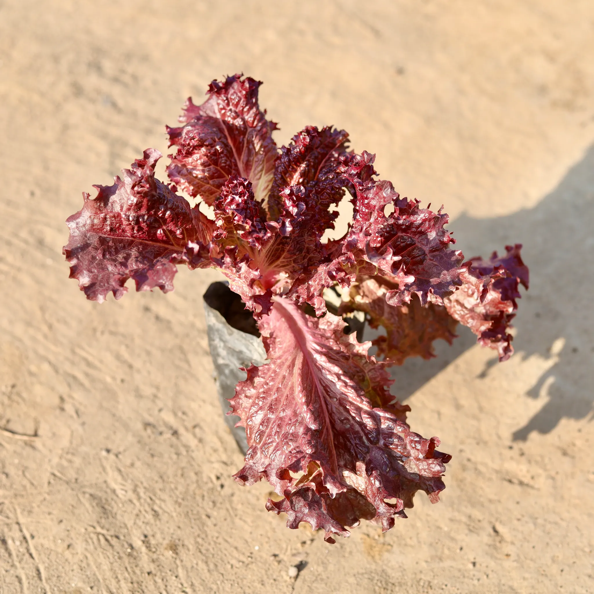 Lettuce Red in 4 Inch Nursery Bag