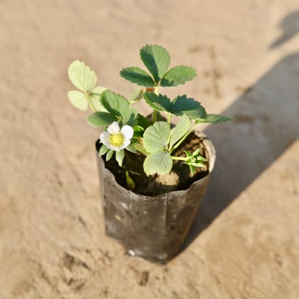Buy Strawberry in 4 Inch Nursery Bag Online | Urvann.com