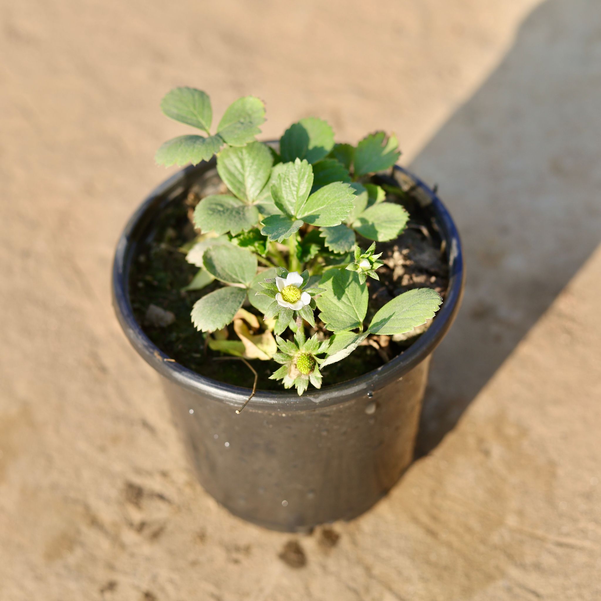 Strawberry in 6 Inch Nursery Pot