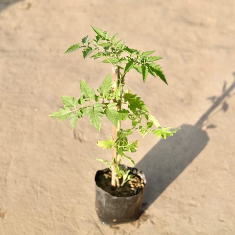 Cherry Tomato Plant in 4 Inch Nursery Bag