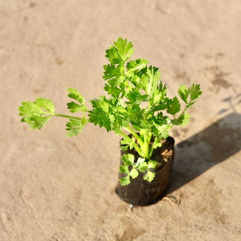 Celery Plant in 4 Inch Nursery Bag