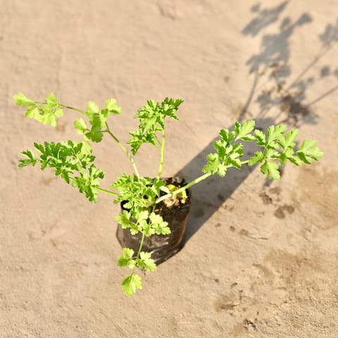 Parsley in 4 Inch Nursery Bag