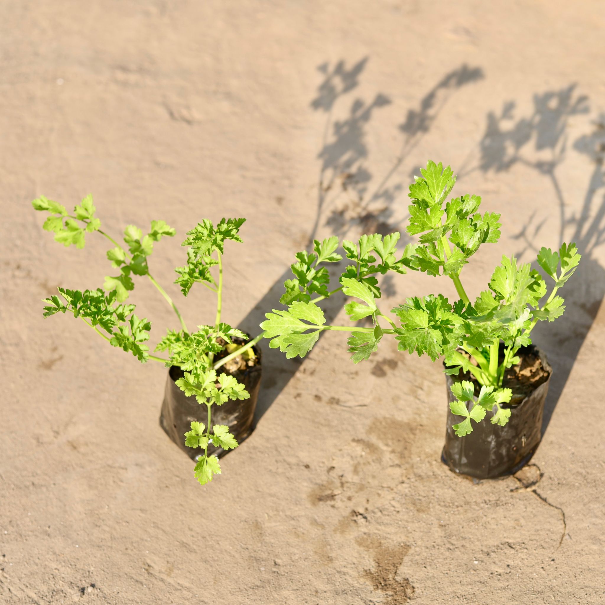 Set of 2 - Celery And Parsley in 4 Inch Nursery Bag