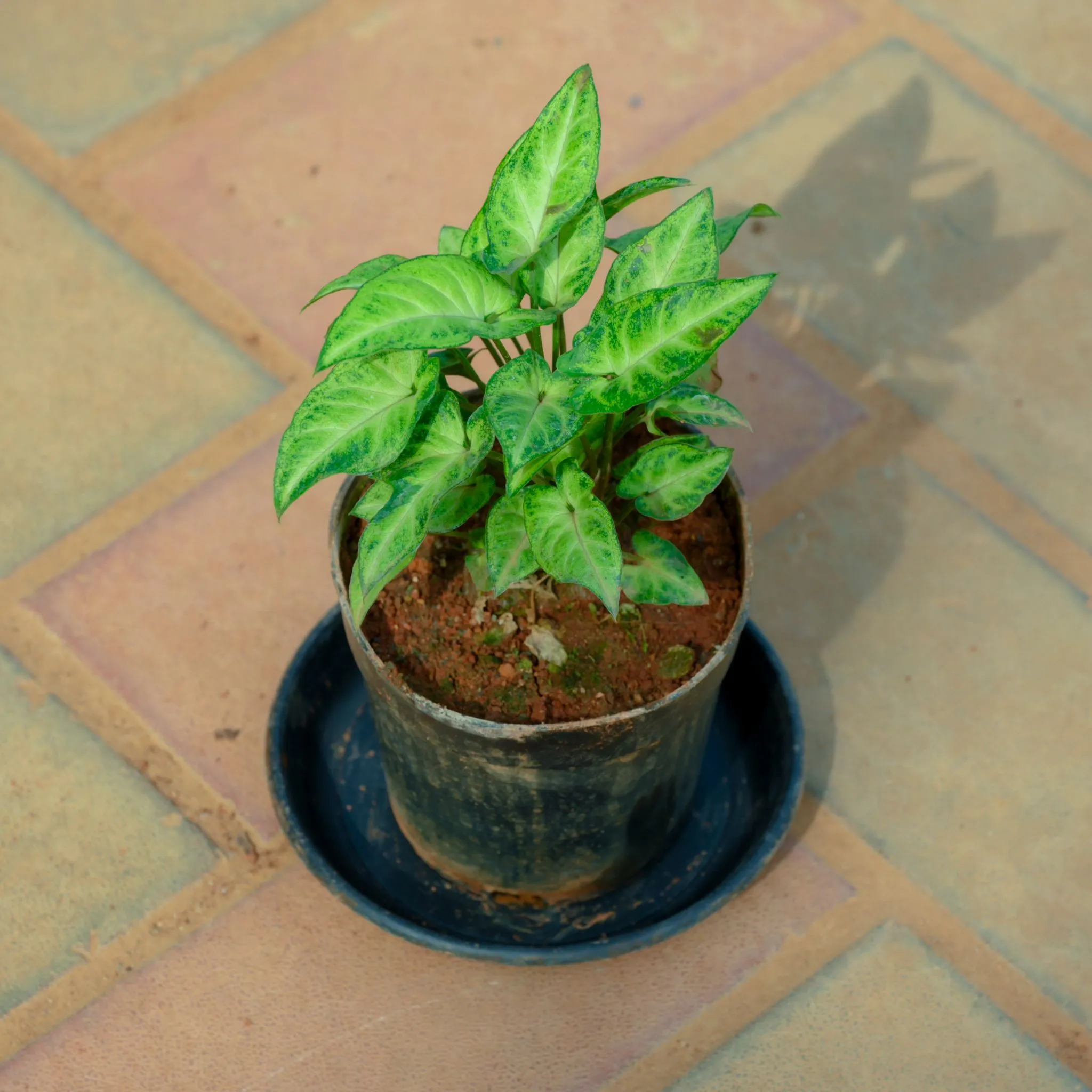 Syngonium Green in 4 Inch Nursery Pot With Tray