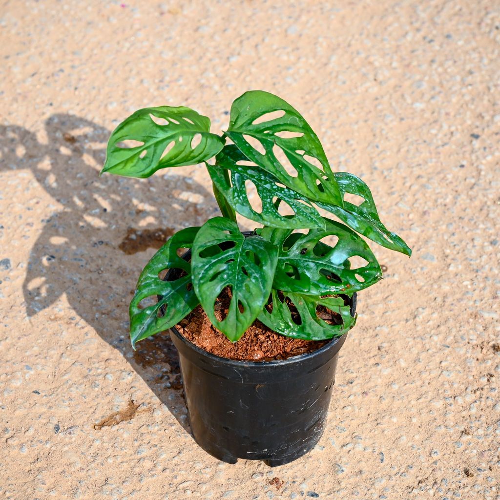 Buy Monstera Broken Heart in 5 Inch Nursery Pot Online | Urvann.com Monstera Broken Heart in 5 Inch Nursery Pot