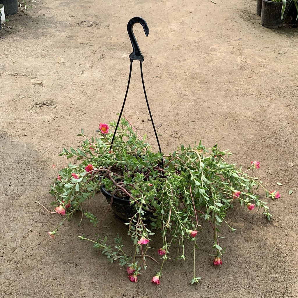 Buy Portulaca Pink in 7 Inch Basket Online | Urvann.com Kulfa/Portulaca/Moss Rose any colour in 7 Inch Basket