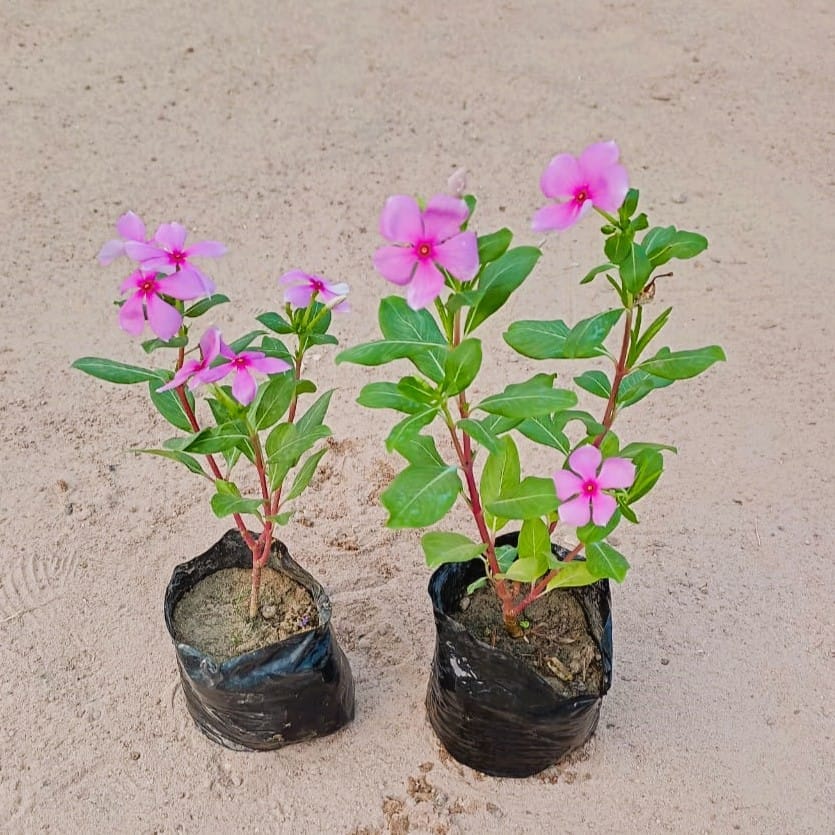 Set of 2 - Vinca Sadabahar Desi in 4 inch Nursery Bag