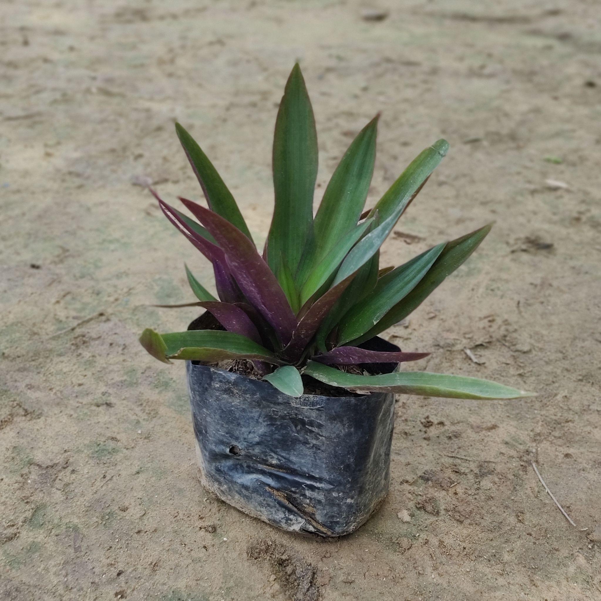 Rhoeo / Durangi LITE in 4 inch Nursery Bag