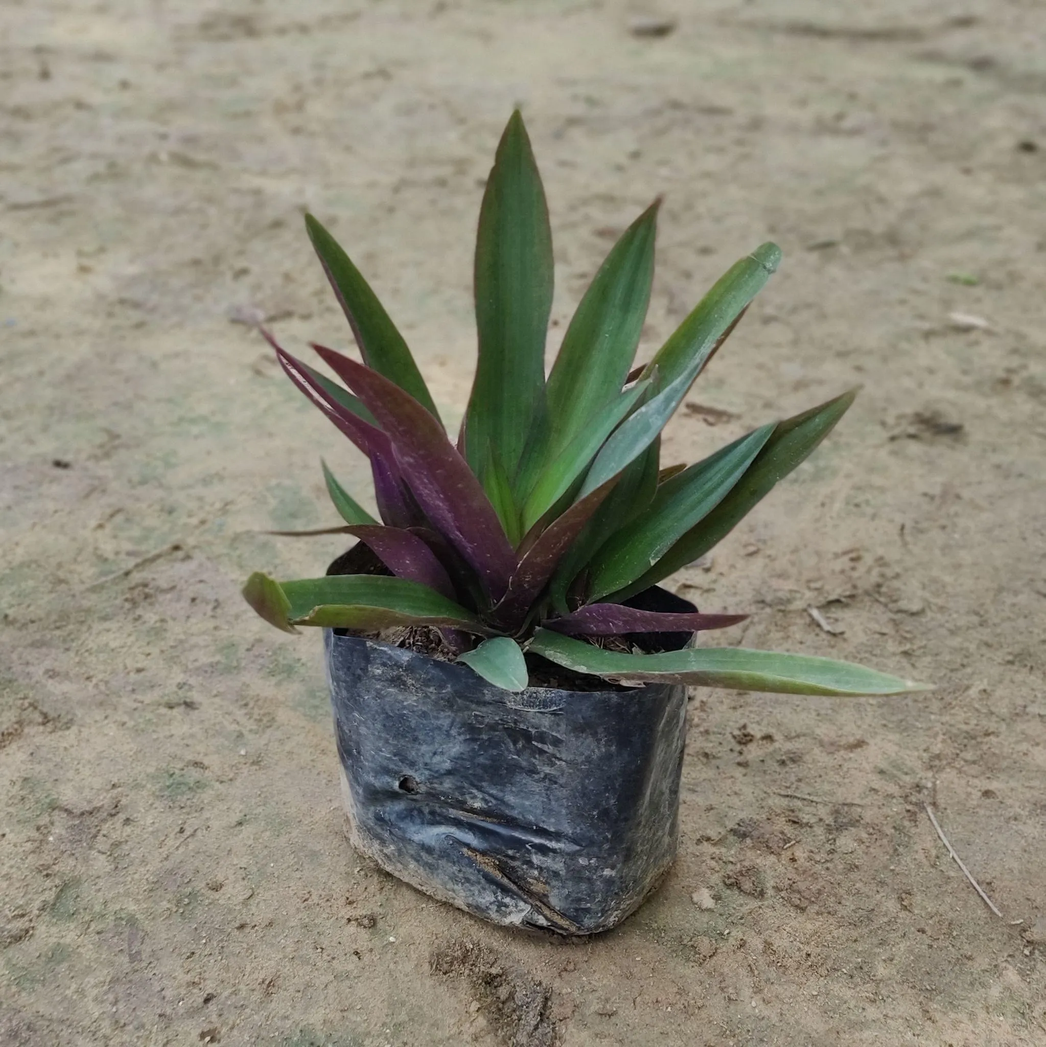 Rhoeo / Durangi LITE in 4 inch Nursery Bag