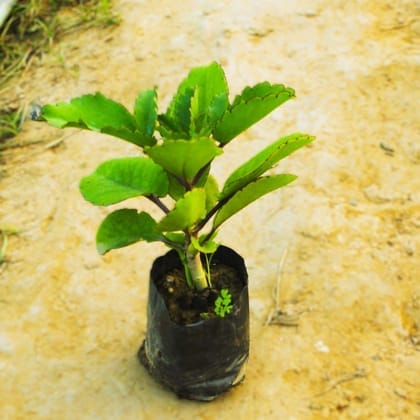 Patharchatta Medicinal Plant in 4 inch Nursery Bag
