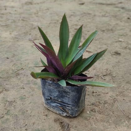 Buy Rhoeo / Durangi LITE in 4 inch Nursery Bag Online | Urvann.com