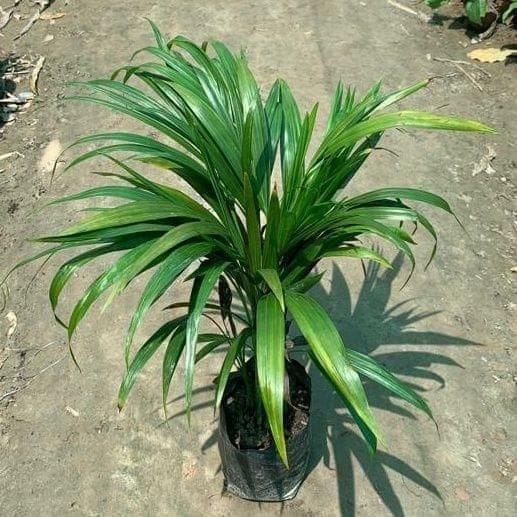 Dwarf Areca Palm in 6 Inch Nursery Bag