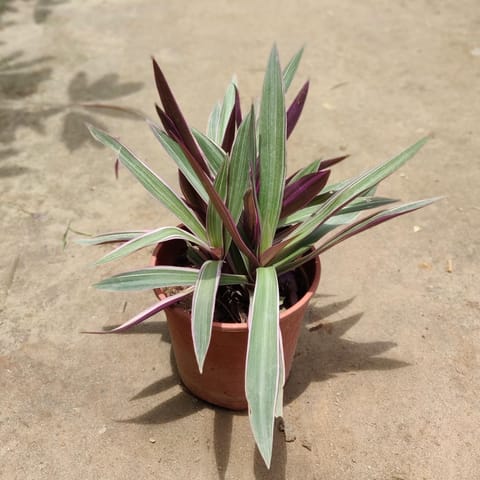 Rhoeo / Durangi Discolour in 6 Inch Nursery Pot