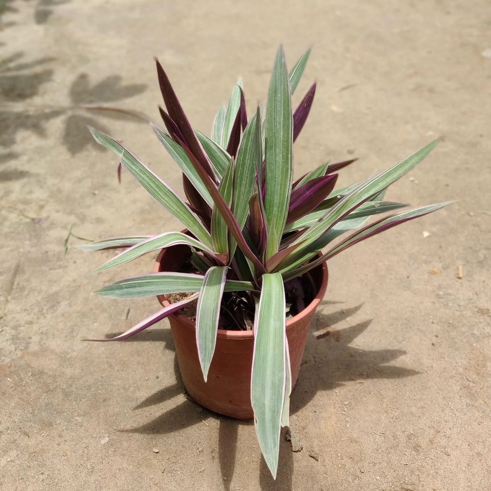 Rhoeo / Durangi Discolour in 6 Inch Nursery Pot