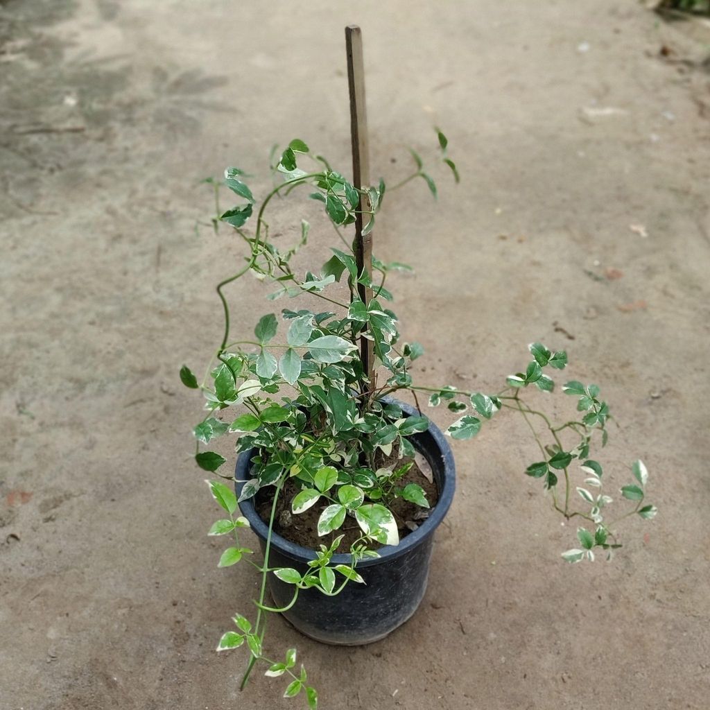 Buy Verigated Tecoma (White / Light Pink) in 8 Inch Plastic Pot Online | Urvann.com Verigated Tecoma (White / Light Pink) in 8 Inch Nursery Pot