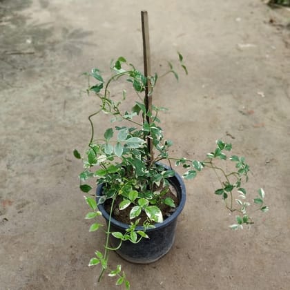 Buy Verigated Tecoma (White / Light Pink) in 8 Inch Plastic Pot Online | Urvann.com