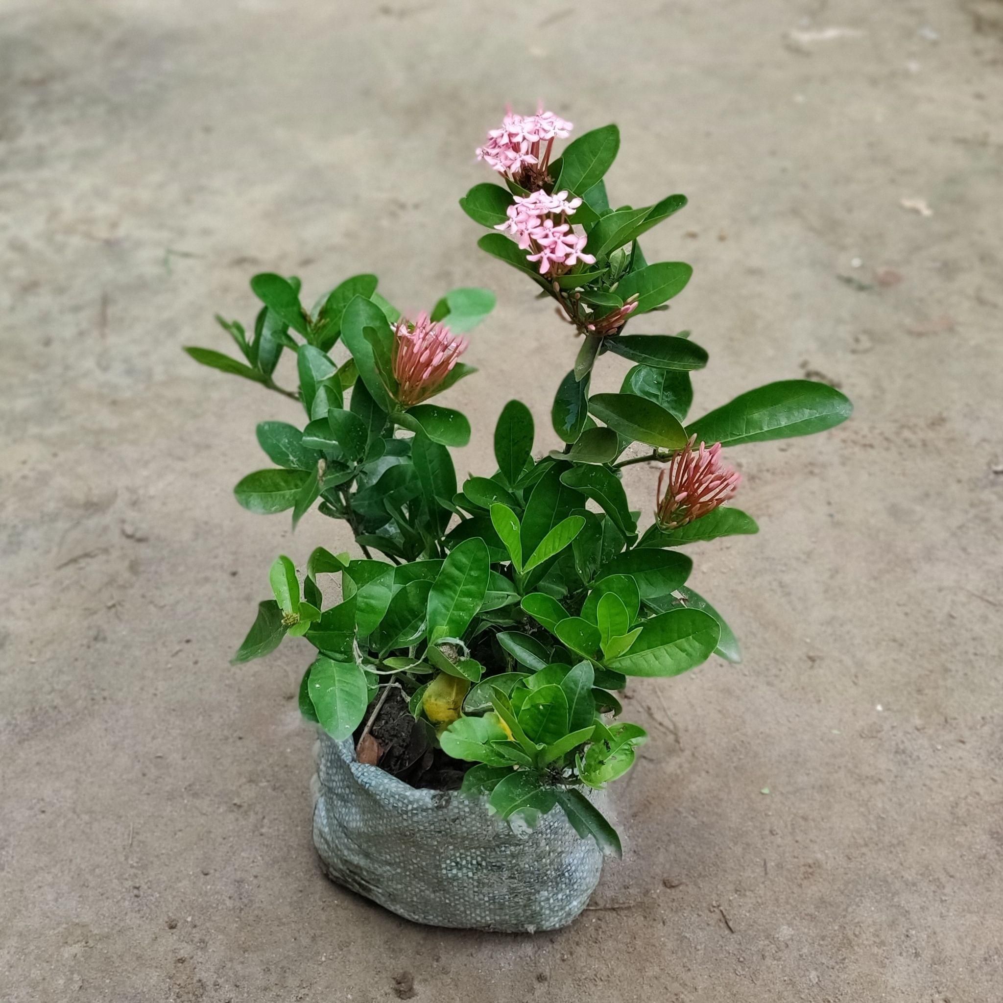 Ixora Pink in 4 Inch Nursery Bag