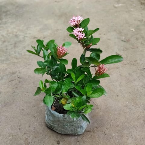 Ixora Pink in 4 Inch Nursery Bag