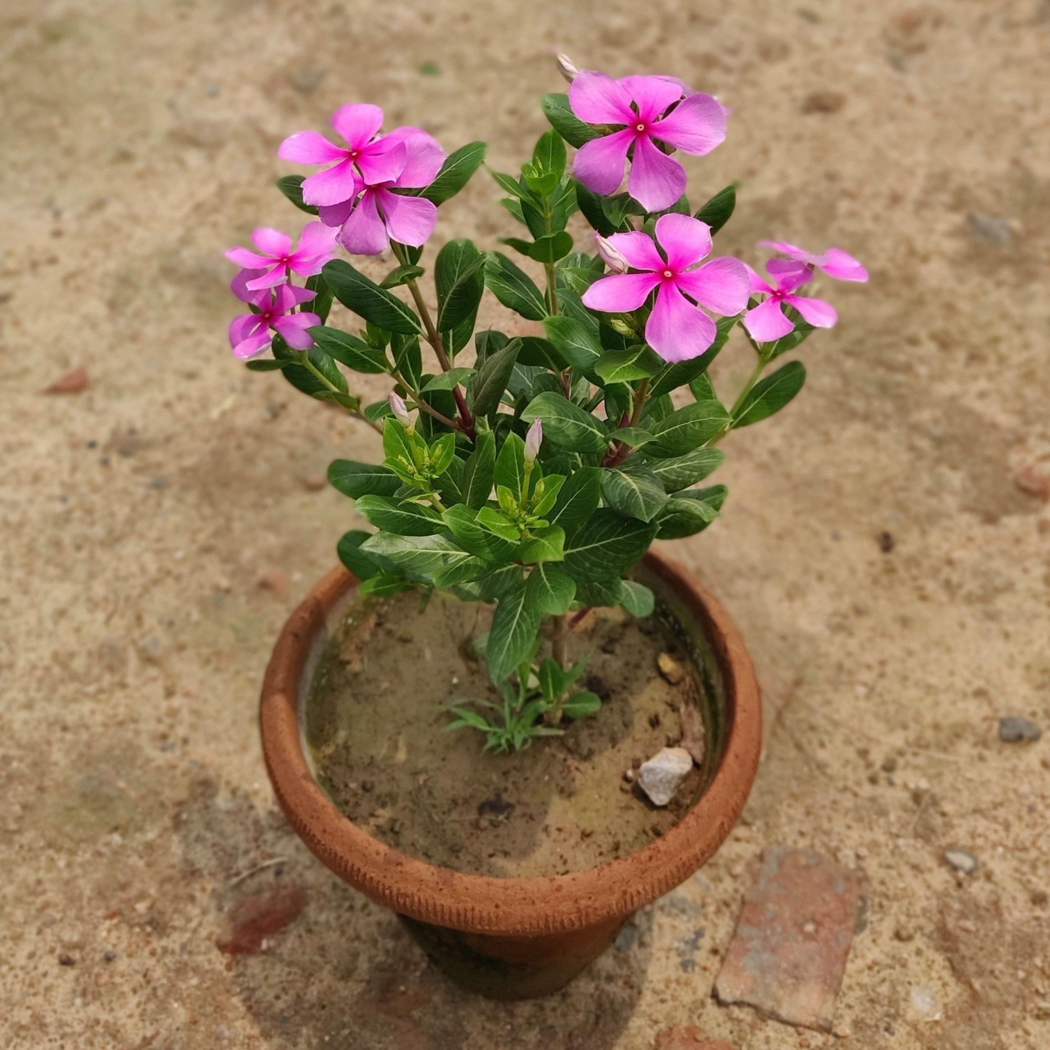 Vinca Sadabahar Desi in 8 Inch Terracotta Pot