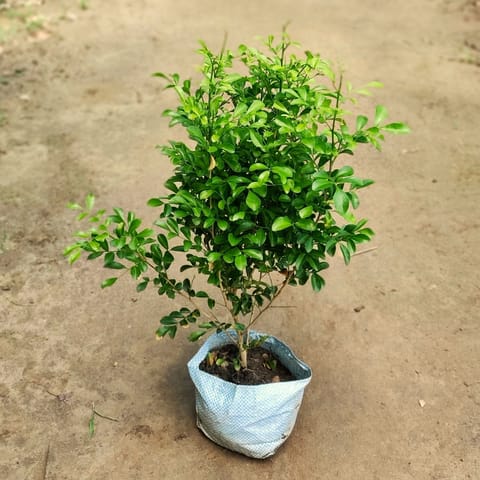 Madhukamini dwarf murraya in 7 Inch Nursery Bag