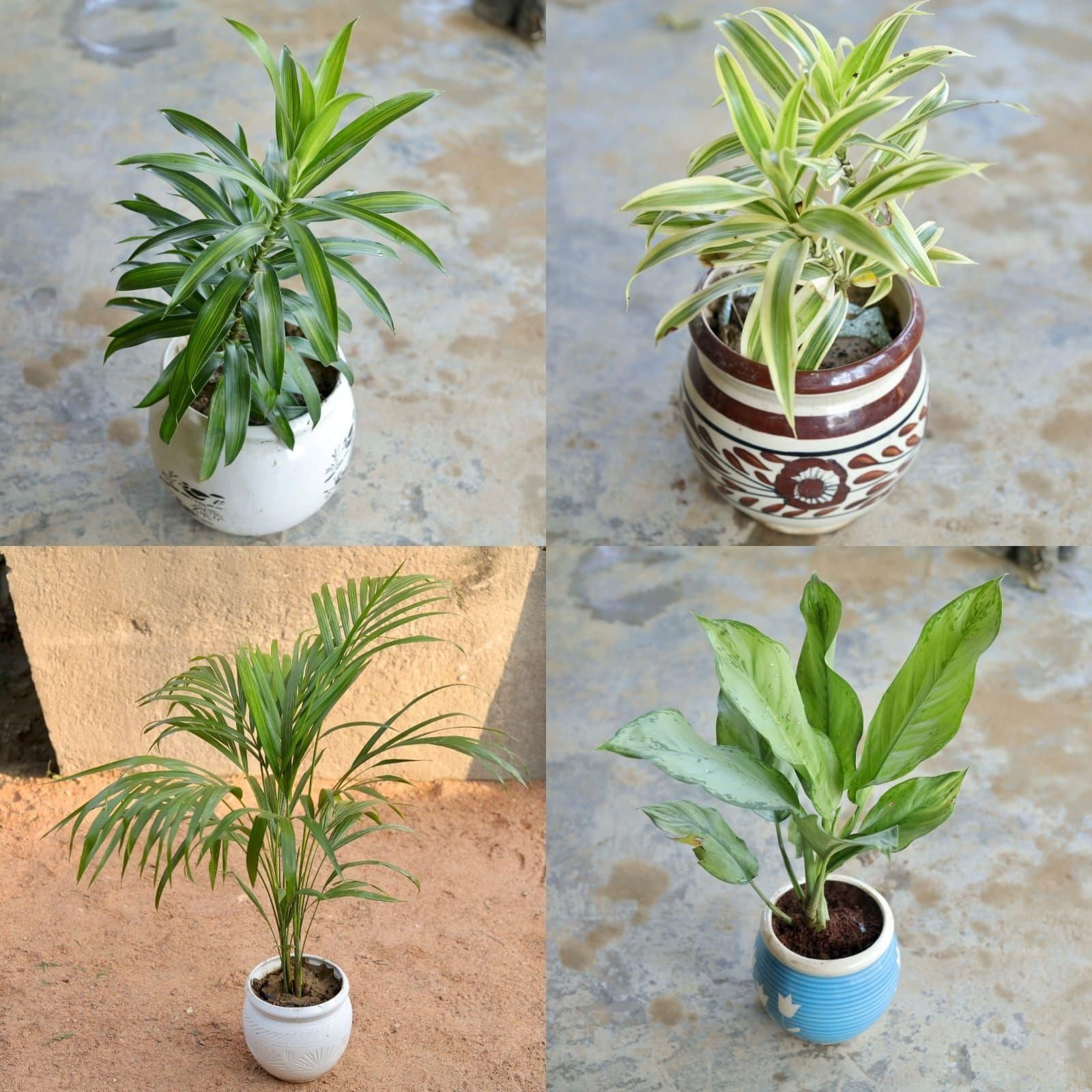 Air Purifying Large Decor Combo - Set of 4 - (Areca Palm, Dracaena Massenger, Aglaonema Green & Song Of India) in 6 Inch Matki Ceramic Pot (colour & design may vary)