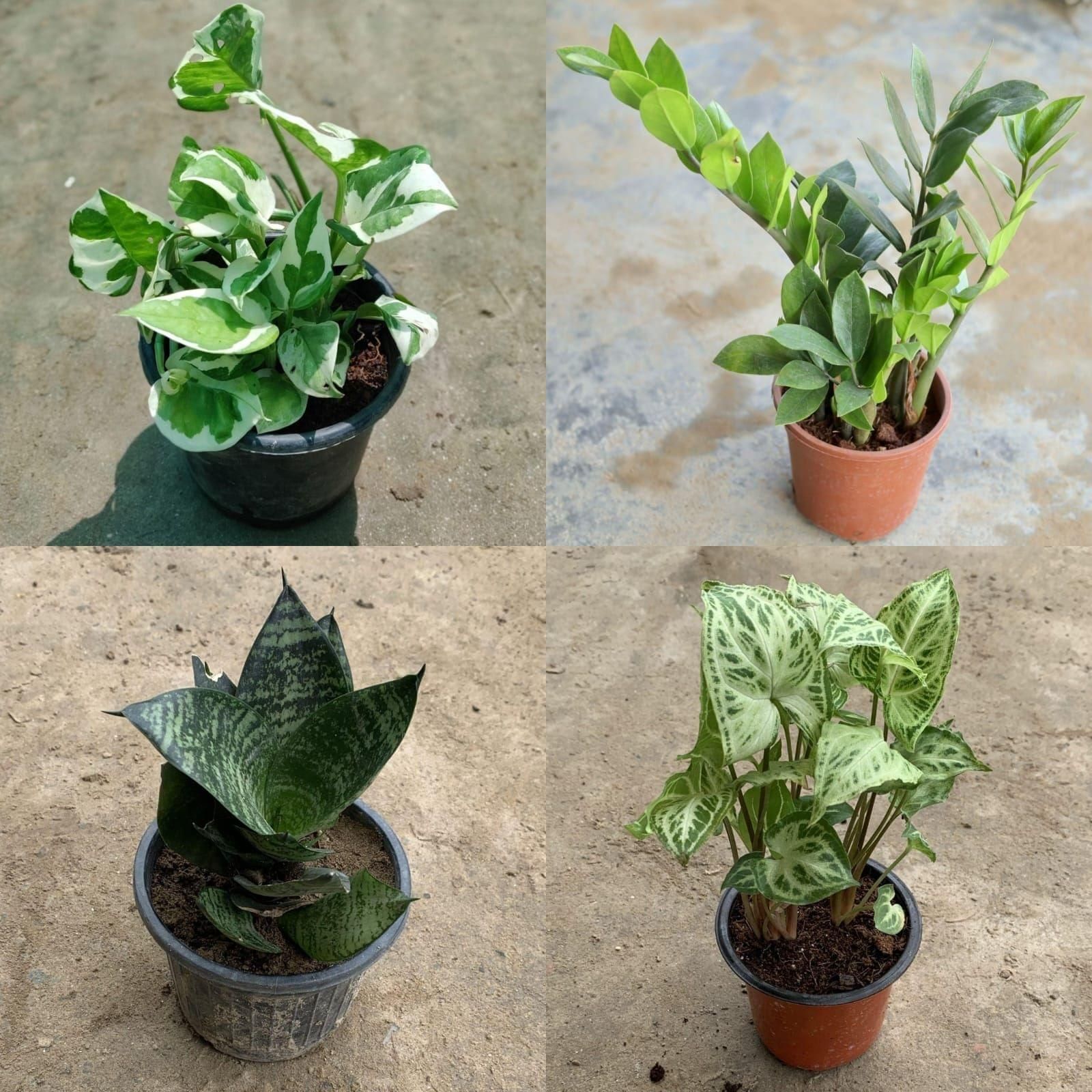 Air Purifying- Low Maintenance Combo - Set of 4 (Green Zz ,Vareigated Money Plant, Syngonium Green White & Dwarf Green Snake) in 4 Inch Nursery Pot