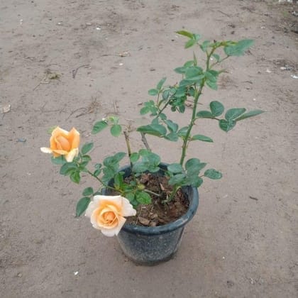 English Rose (any color) in 8 Inch Nursery Pot