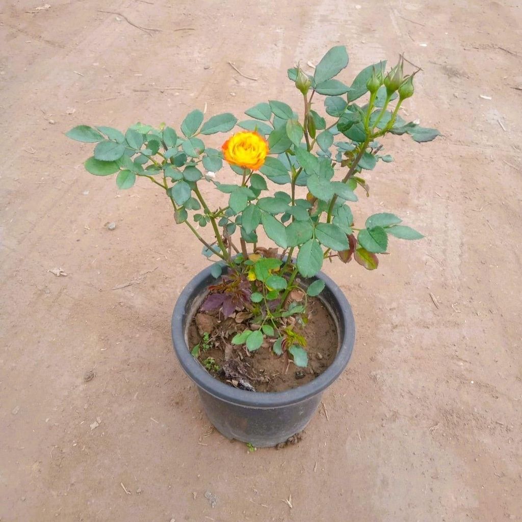English Rose (any colour) in 8 Inch Nursery Pot English Rose (any colour) in 8 Inch Nursery Pot