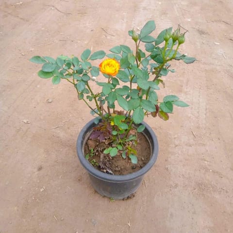 English Rose (any colour) in 8 Inch Nursery Pot