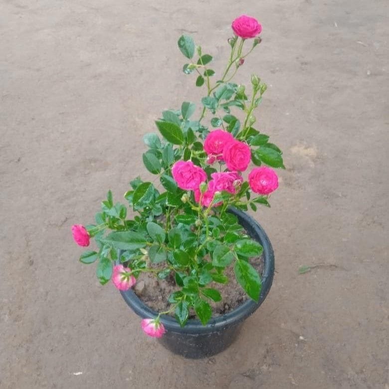 Miniature Rose Pink in 8 Inch Nursery Pot Miniature Rose Pink in 8 Inch Nursery Pot