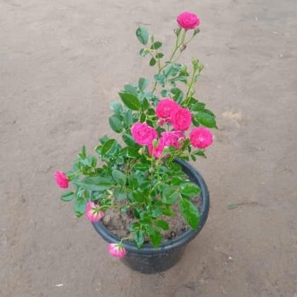 Miniature Rose Pink in 8 Inch Nursery Pot