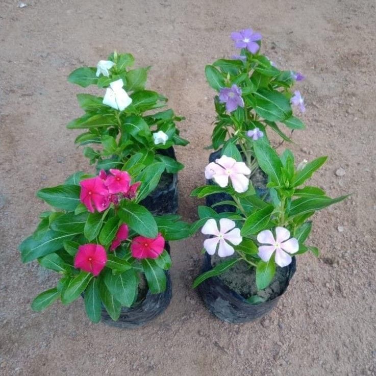 Set of 4 - Vinca / Sadabahar / Periwinkle (any colour) in 4 Inch Nursery Bag