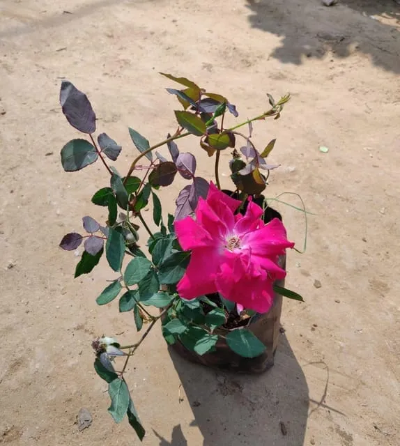 Rose Desi Pink All Season in 6 Inch Nursery pot