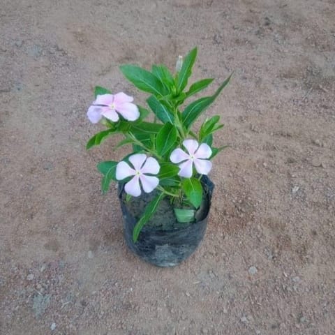 Vinca / Sadabahar / Periwinkle (any colour) in 4 Inch Nursery Bag