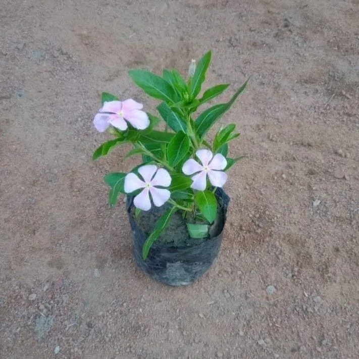 Vinca / Sadabahar / Periwinkle (any colour) in 4 Inch Nursery Bag