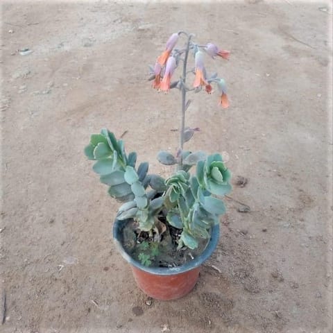 Kalanchoe Succulent in 4 Inch Nursery Pot