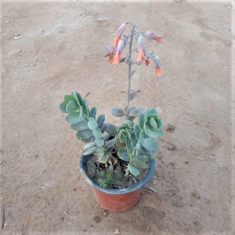 Kalanchoe Succulent in 4 Inch Nursery Pot
