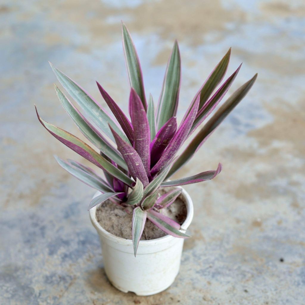 Rhoeo Discolour / Durangi in 4 Inch White Nursery Pot