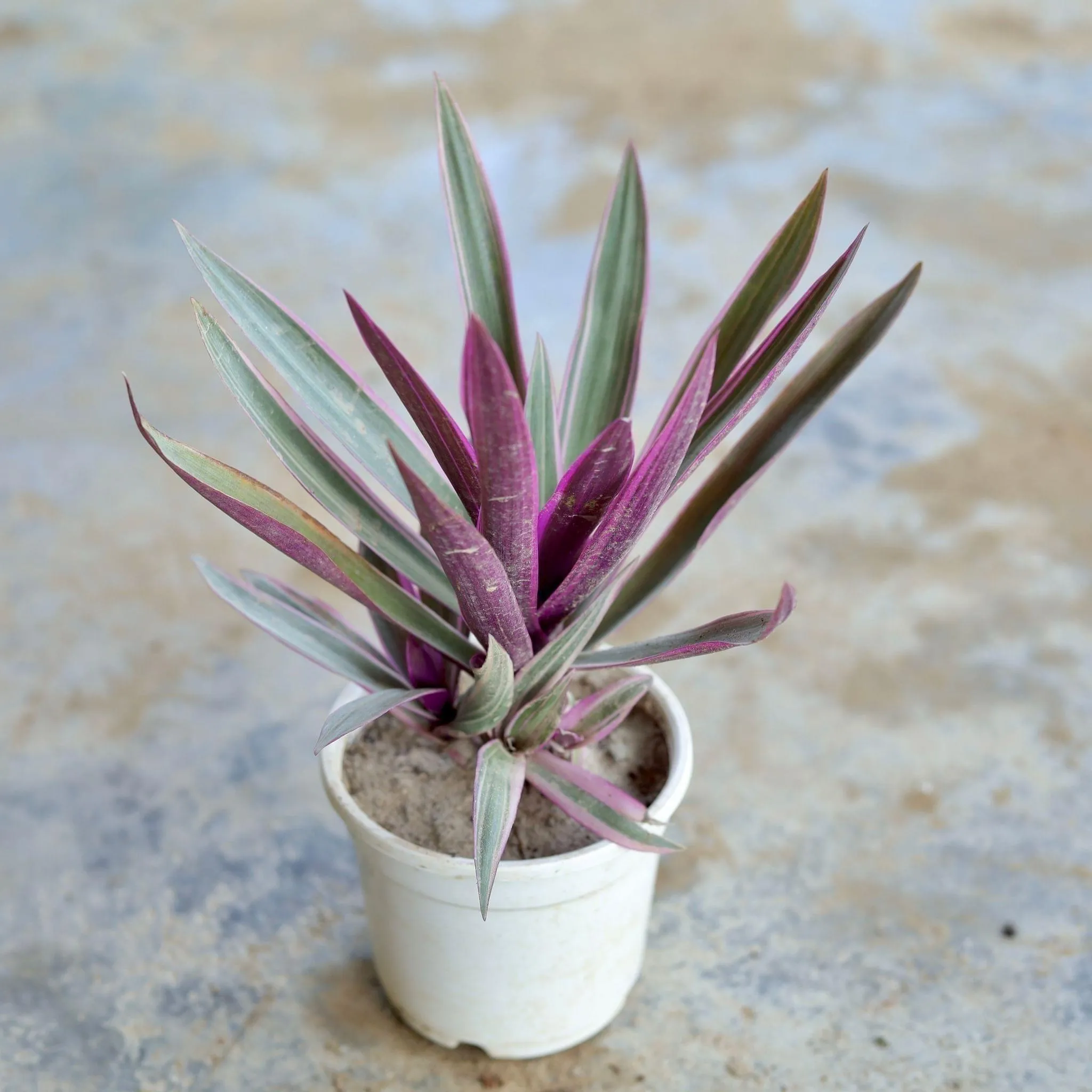 Rhoeo Discolour / Durangi in 4 Inch White Nursery Pot