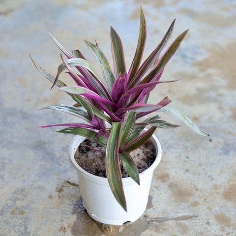 Rhoeo Discolour / Durangi in 5 Inch Live Fresh Plant White Nursery Pot in Sector 32